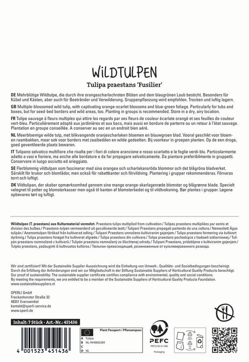 Mehrblütige Wildtulpe mit orange-scarlett Blüten und blaugrünen Laub, trocken und luftig gelagert