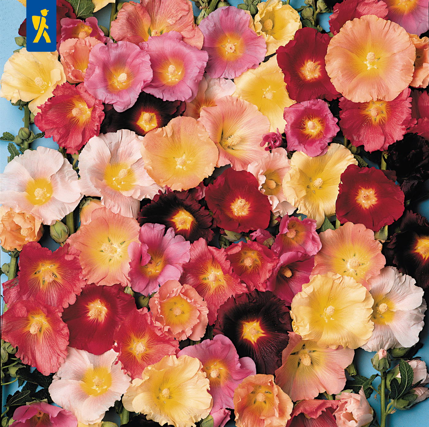 Bunte Stockrosen blühen in Rot, Pink, Gelb, Weiß und Schwarz auf einem blauen Hintergrund.