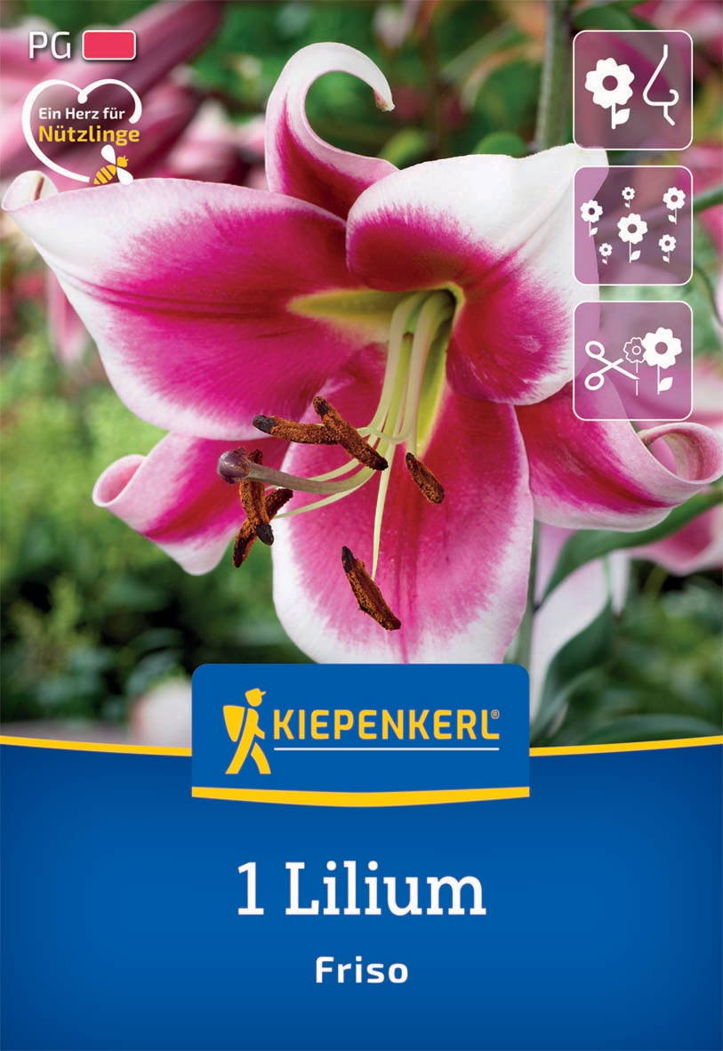 Pink-weißer Lilienblüte mit sechs Blütenblättern, Staubblättern und Griffel vor grünem Hintergrund.
