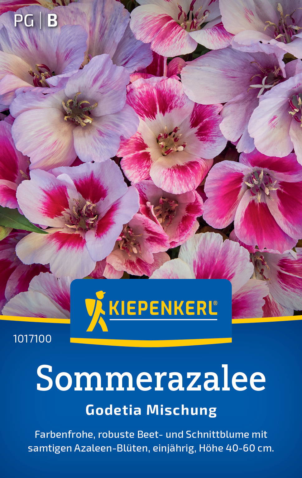 Bunte Sommerazalee mit rosa, weiß, rot und violett gefärbten Blüten.