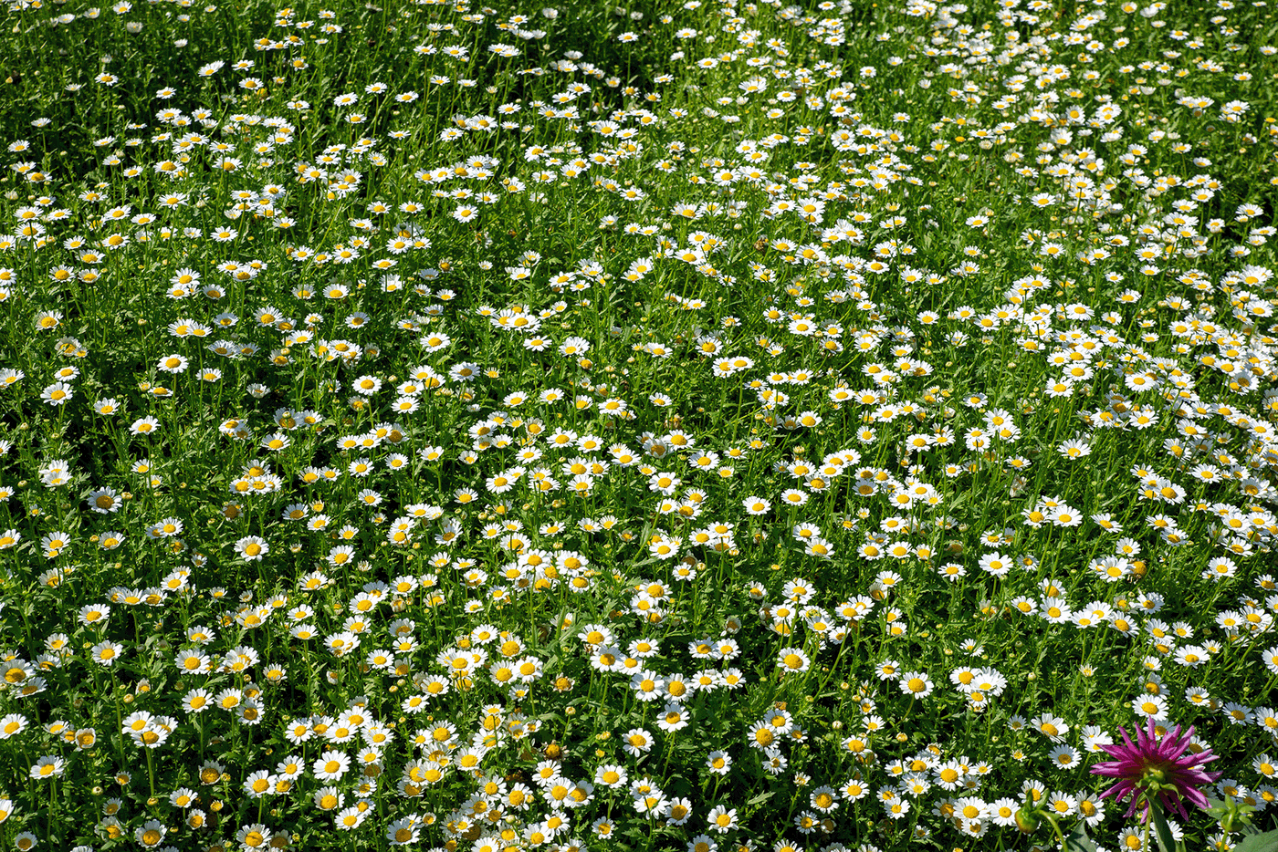 Grüner Feld mit weißen Gänseblümchen und einer pinken Blume am unteren Rand
