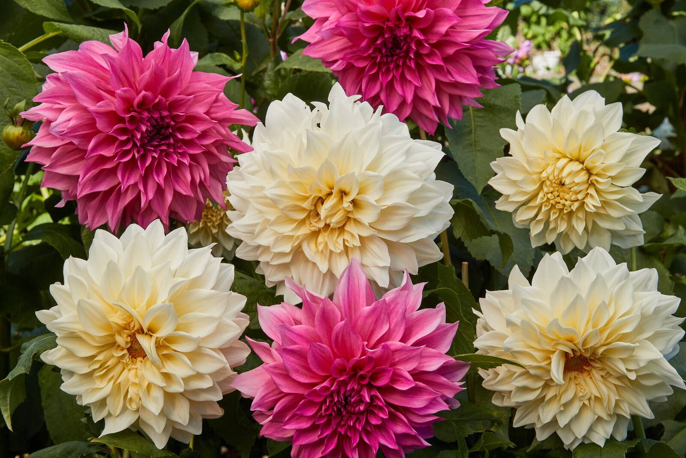 Mehrfarbige Dahlien in Pink, Weiß und Creme mit grünen Blättern im Garten.