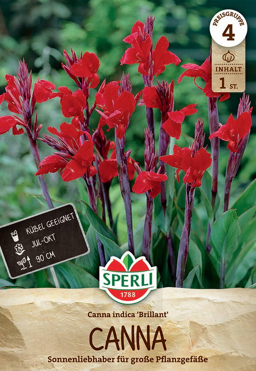 Rote Canna-Blumen mit grünen Blättern vor unscharfem grünem Hintergrund.