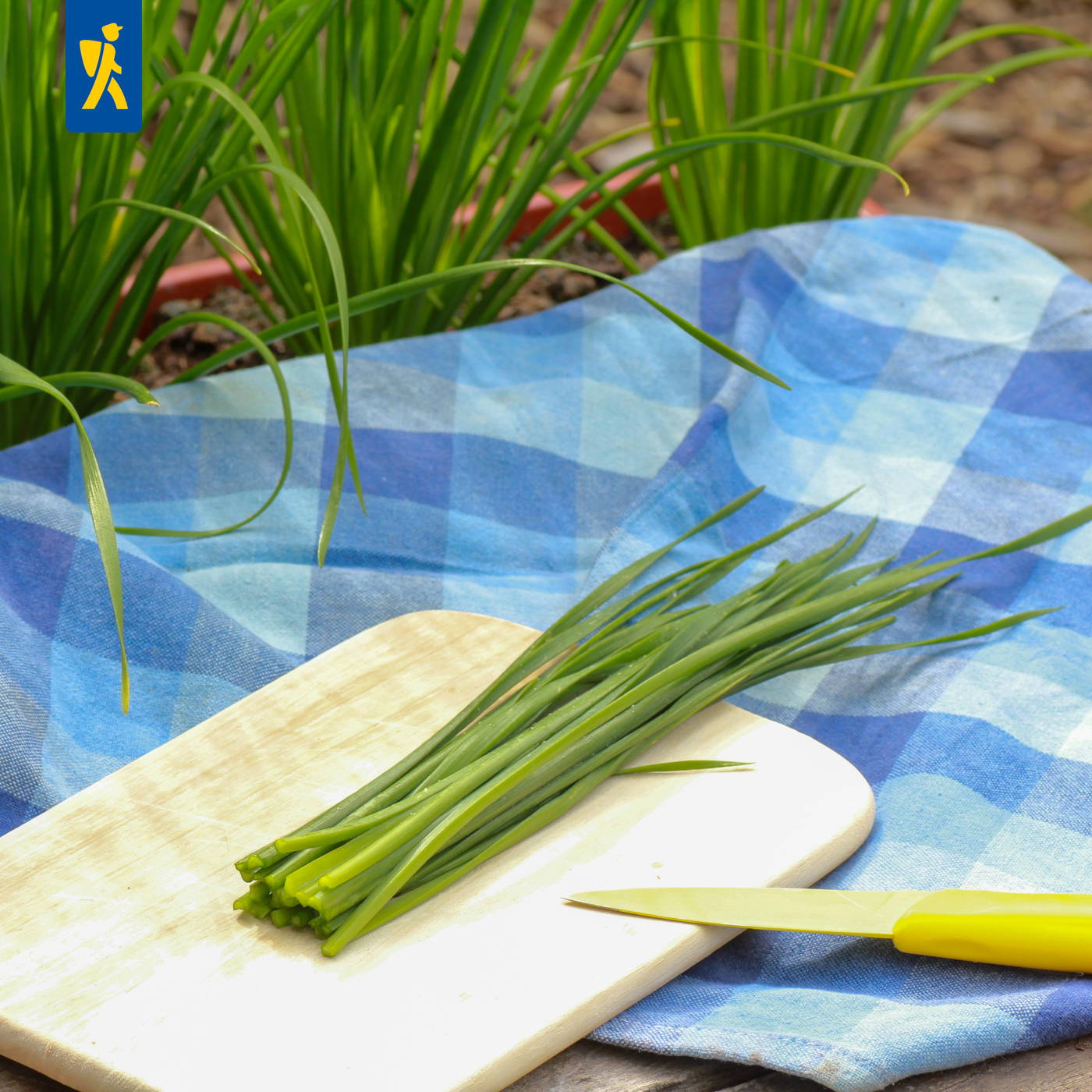 Frischer Schnittlauch auf einem Schneidebrett mit gelbem Messer, auf einem blauen und weißen Tuch, im Garten.