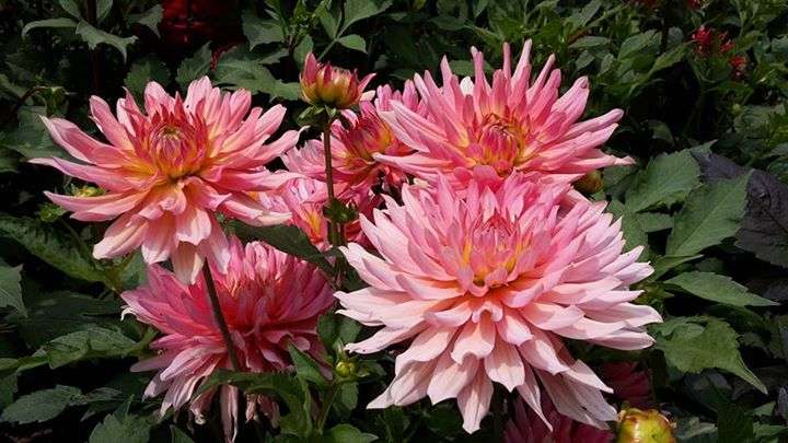 Vier große rosa Dahlienblüten mit gelblichen Zentren vor grünem Laub