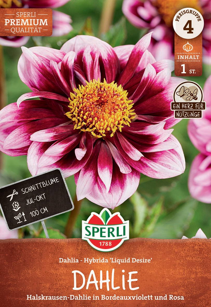 Pink-weiße Hybriddahlie mit gelber Mitte vor grünem Hintergrund.