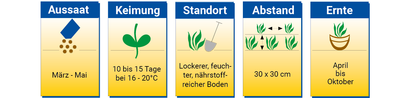 Aussaat, Keimung, Standort, Abstand, Ernte; Mai, 16-20°C, feuchte Bodentemperatur, 30x30 cm, April bis Oktober.