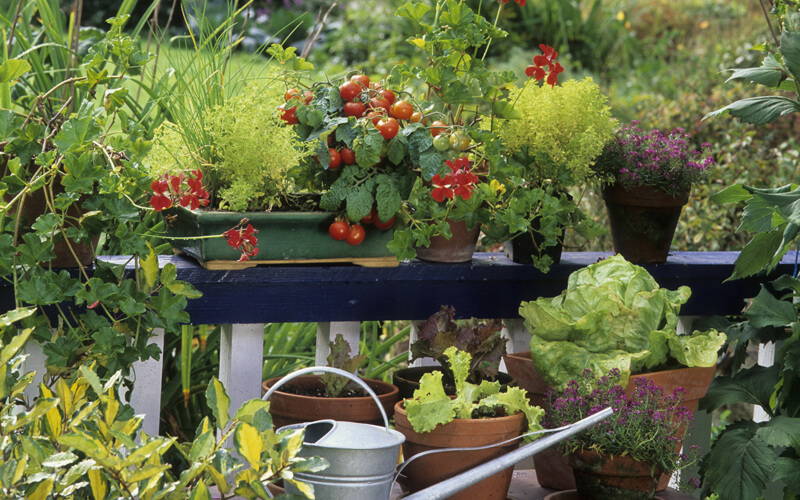 Garten mit Tomaten, Frühlingsblumen, Salat und diversen Pflanzkübeln auf einer Holzbank.