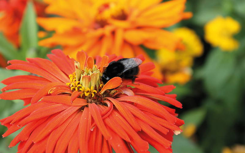 Biene auf einer orangefarbenen Blume in einem Garten mit weiteren gelben und orangefarbenen Blumen.