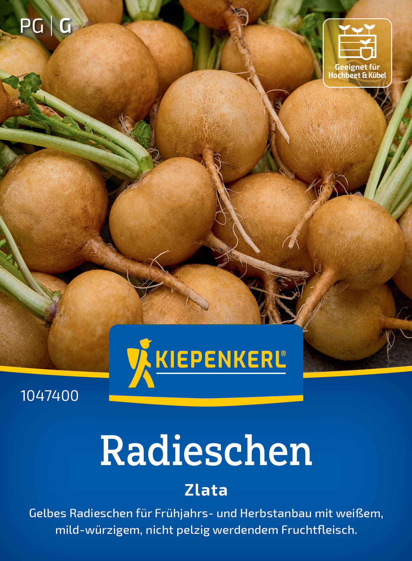 Radieschensamen Zlata