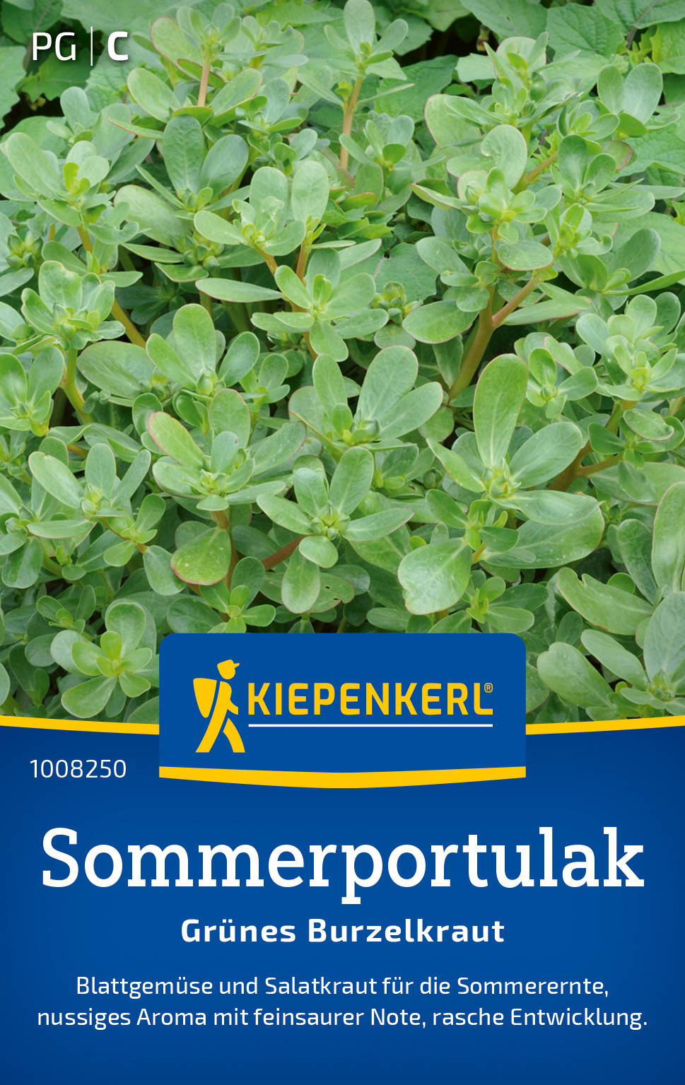 Grünes Sommerportulak mit kleinen Blättern, wächst im Garten, Salat- und Gemüsegemüse.
