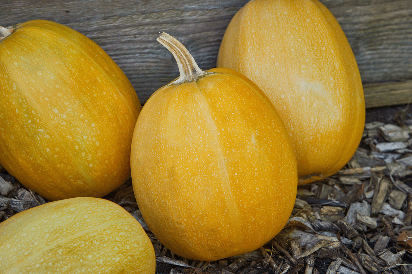 Vier gelbe Spaghetti Kürbisse mit glatter Schale