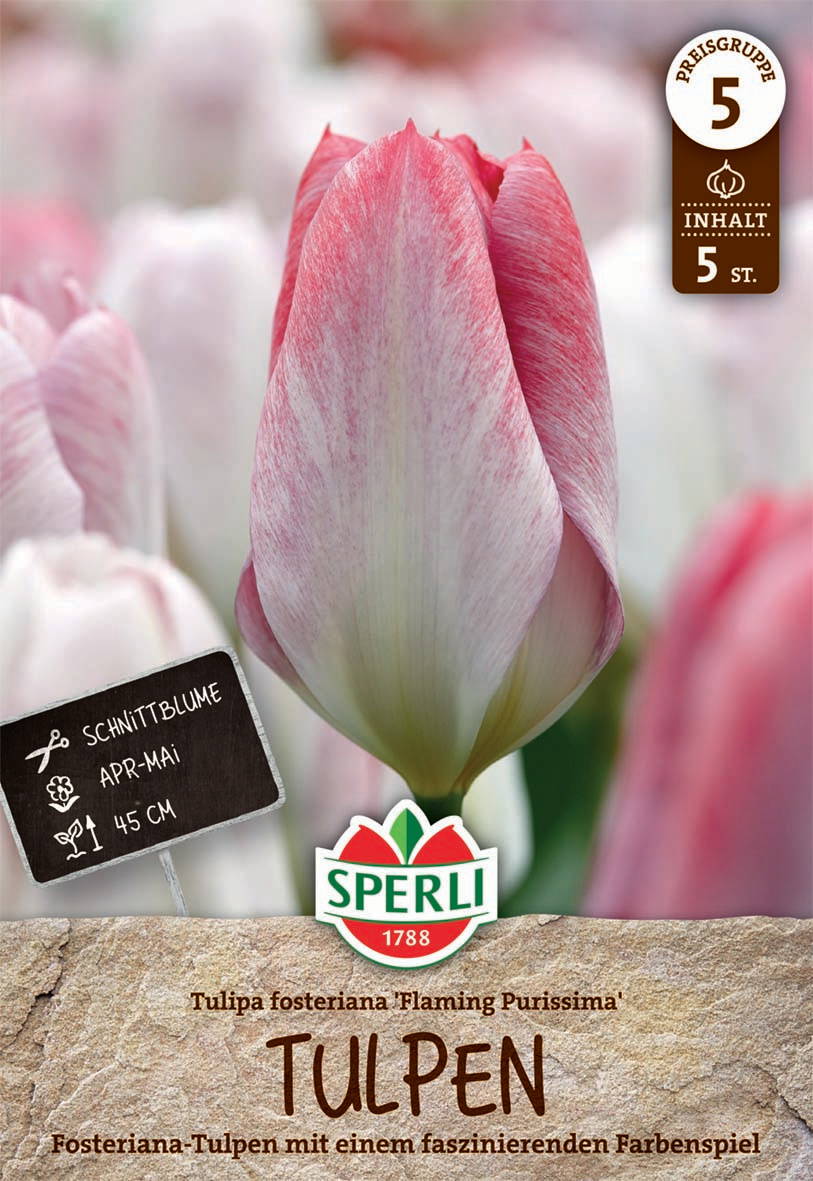 Pink-weiße Tulpe im Vordergrund, Hintergrund unscharf, mit Preisgruppensymbol, Blumenschild und Marke SPLERLI sichtbar.