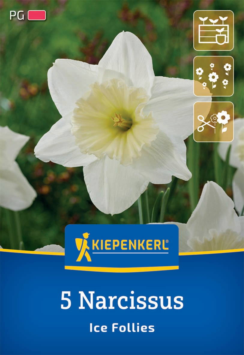 Weiße Narzissblume mit gelben Mittelpunkt vor grünem Hintergrund.