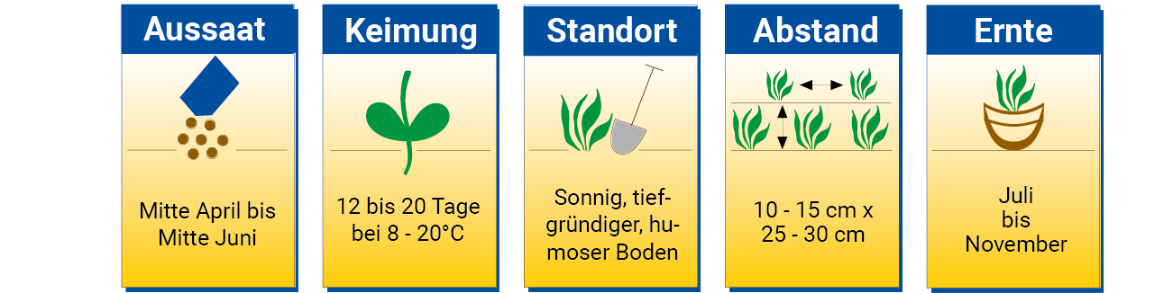Aussaat, Keimung, Standort, Abstand, Ernte: Frühjahrsblühende Gartenblumen, Blühzeit April bis November.