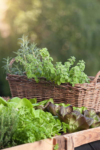 Korb mit frischem Minze und andere Kräuter, umgeben von Salat und Rucola, im Garten bei Sonnenlicht.