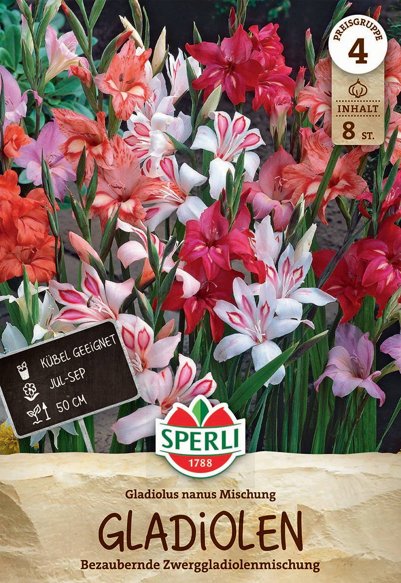 Bunte Gladiole mit weißen, pinken und roten Blüten, grüne Blätter im Garten.