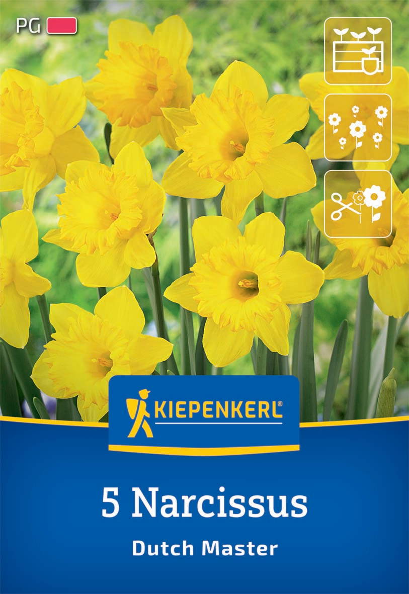 Gelbe Narcissuspflanzen vor grünem Hintergrund, Verkaufsverpackung mit Marke Kiepenkerl, Anzahl 5, Sorte Dutch Master.
