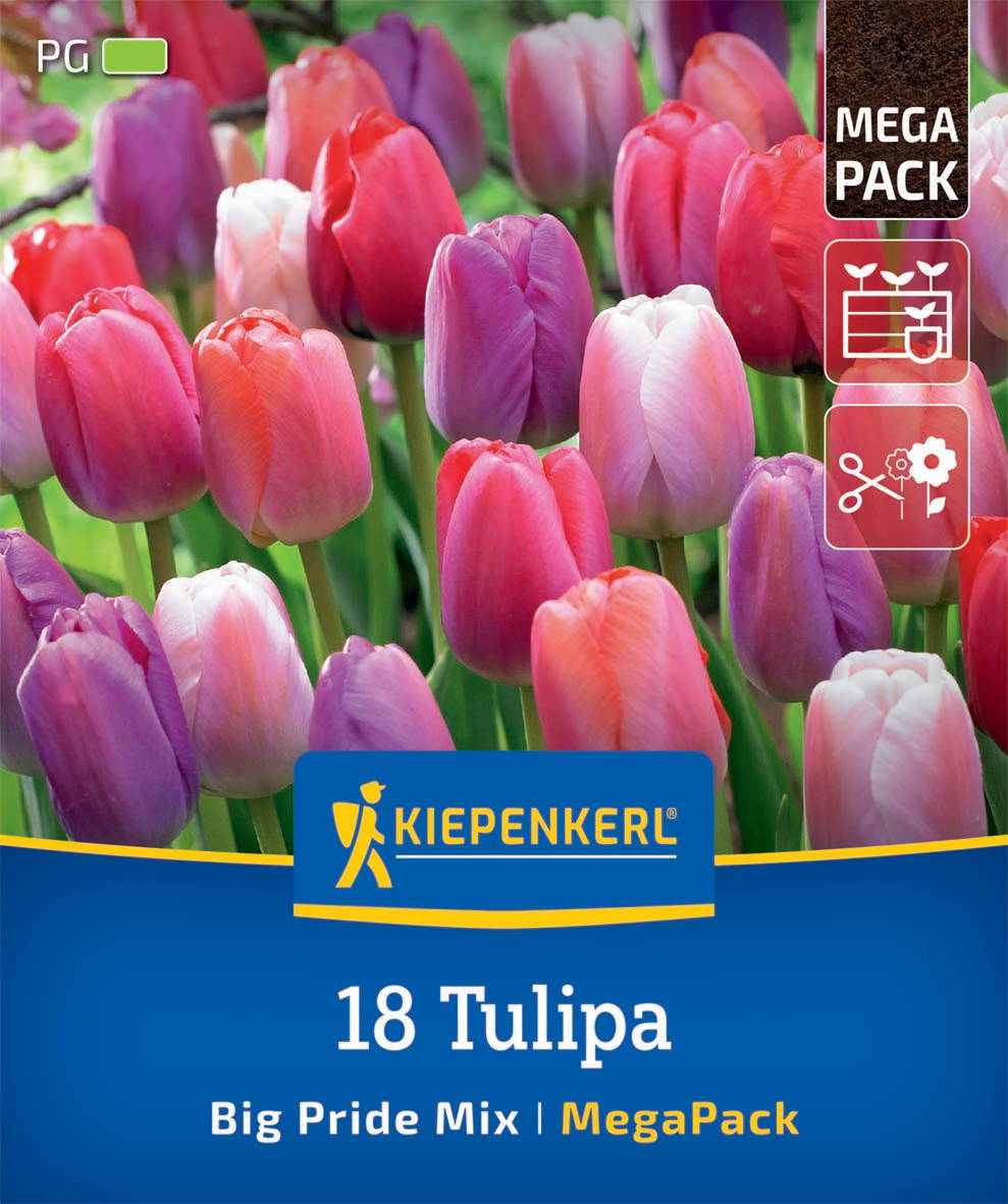 Bunte Tulpen in Rot, Pink, Lila und Weiß vor grünem Hintergrund auf einer Blumenpackung.