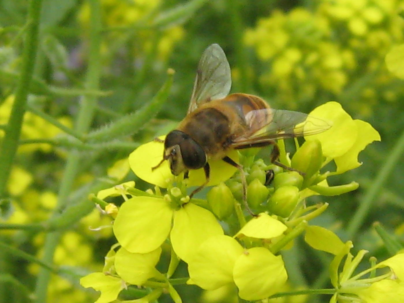 Biene auf gelber Blüte in Garten, Nahaufnahme, grünliches Hintergrund.