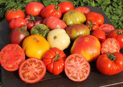 Verschiedene frische Tomaten in Rot Gelb und Grün auf schwarzem Brett vor grünen Blättern