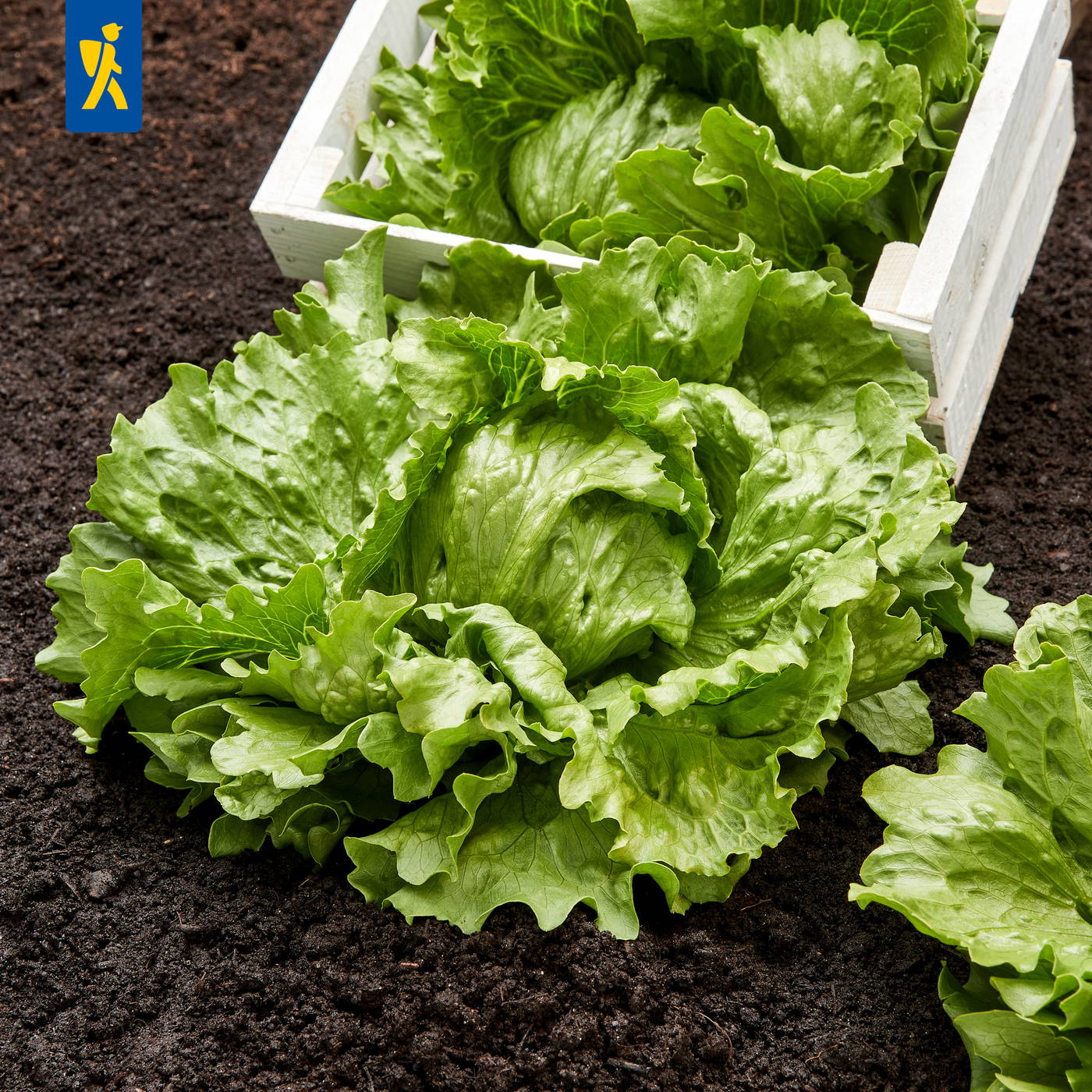 Grüner Kopfsalat eingepflanzt im Beet daneben eine weiße Holzkiste