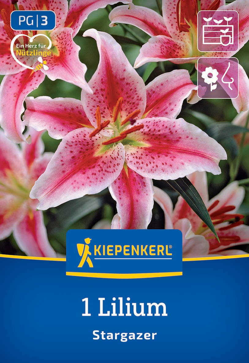 Nahaufnahme einer pink-weiß gestreiften Lilium-Lilie mit grünen Blättern im Hintergrund.