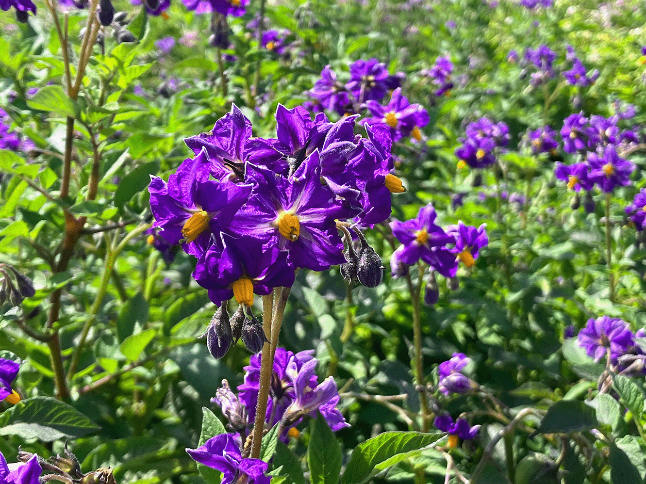Lilae, gelbe Staubblätter, grüne Blätter, viele Blüten, im Sonnenschein.