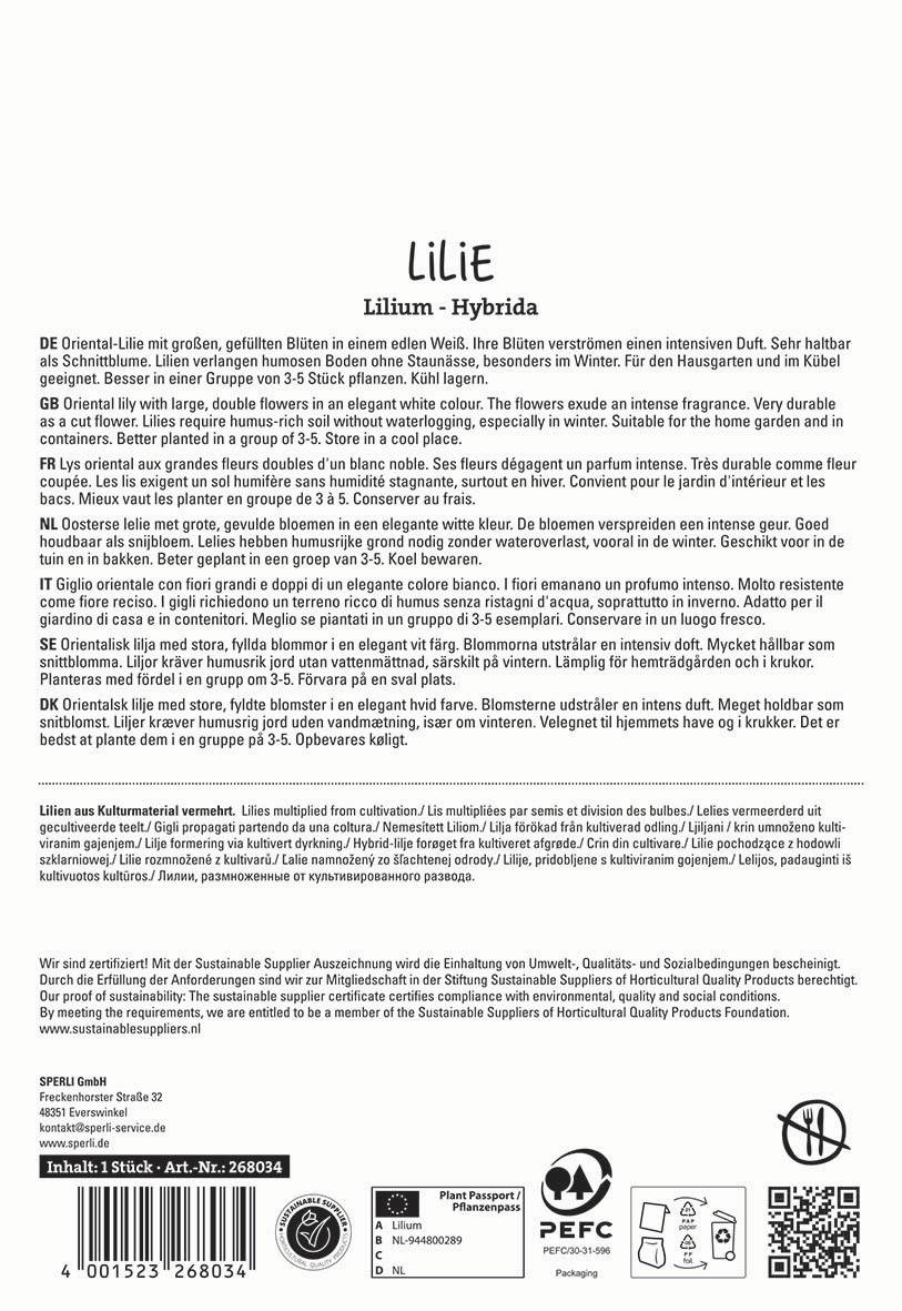 Oriental Lilie mit großen, gefüllten Blüten in Weiß, verströmend intensiven Duft, geeignet für Garten und Kübel.