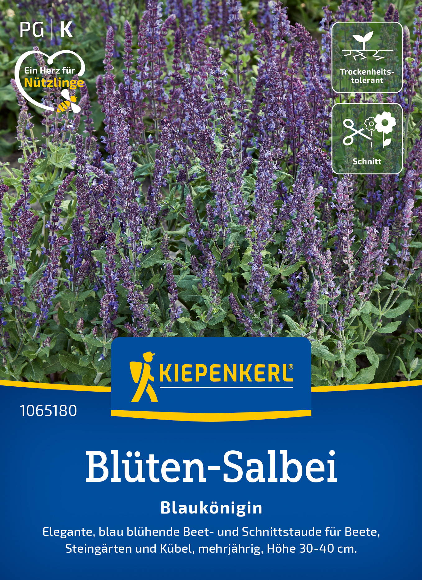 Blüten-Salbeisamen Blaukönigin