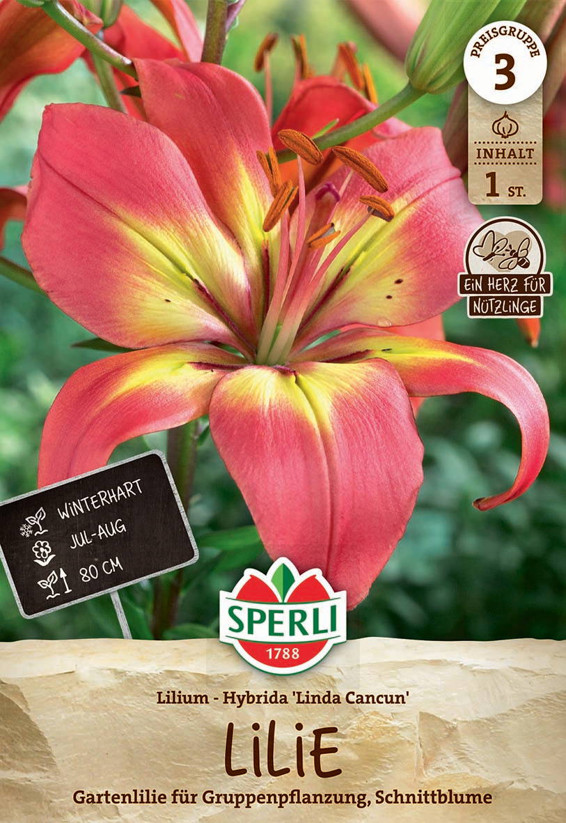 Rote Lilienblüte mit gelbem Schimmer, grüner Hintergrund, Pflanze im Garten.