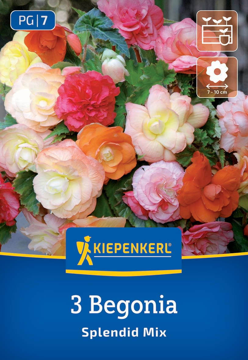 Bunte Begonien in verschiedenen Farben mit grünen Blättern, auf Verpackung mit Markennamen Kiepenkerl.