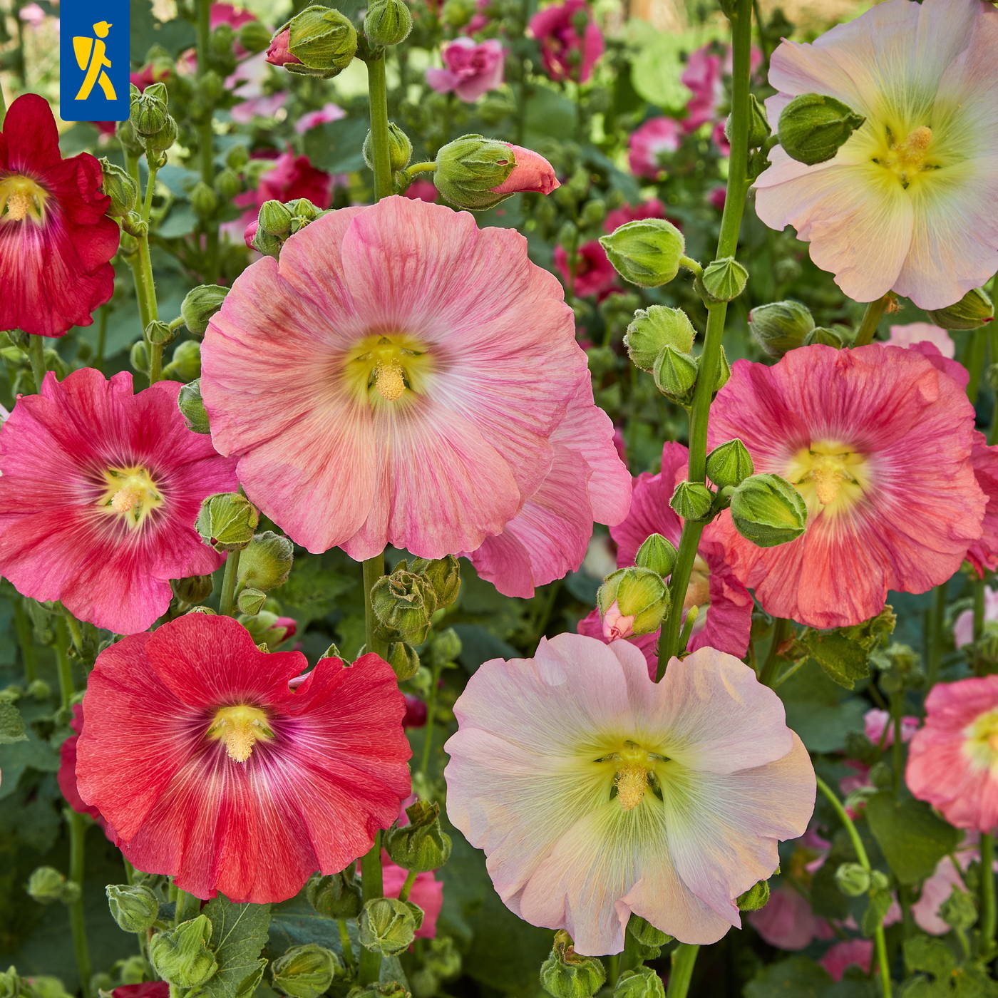Bunte Stockrosen mit großen, röhrenförmigen Blüten in Rosa, Weiß, Gelb und Rot, umgeben von grünen Stängeln und Knospen.