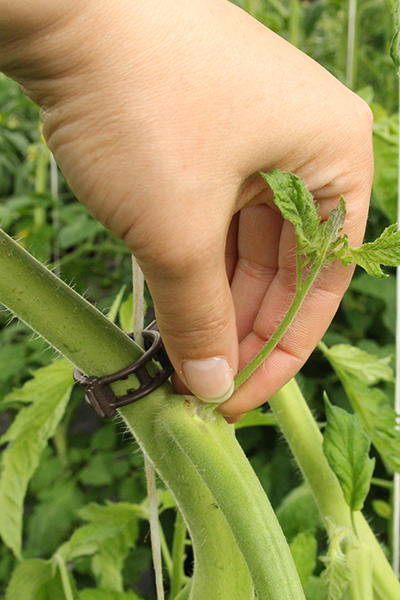 Hand pflanzt Tomatenspross an Tomatenpflanze in Gewächshaus