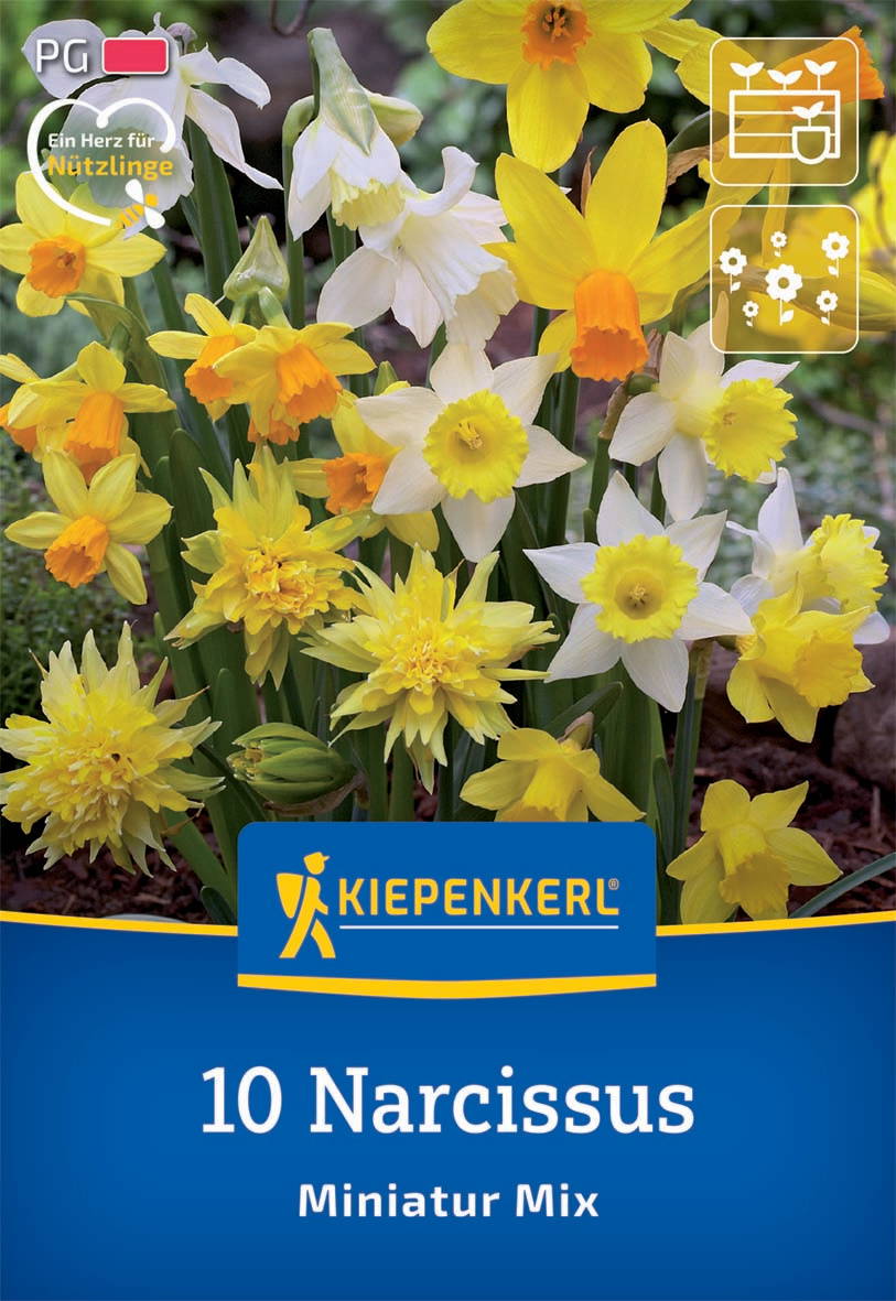 Bunten Narzissen in Weiß, Gelb und Orange wachsen in einem Garten.