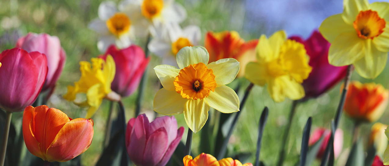 Gelbe, rote und lila Narzissen und Tulpen mit offenen Blüten