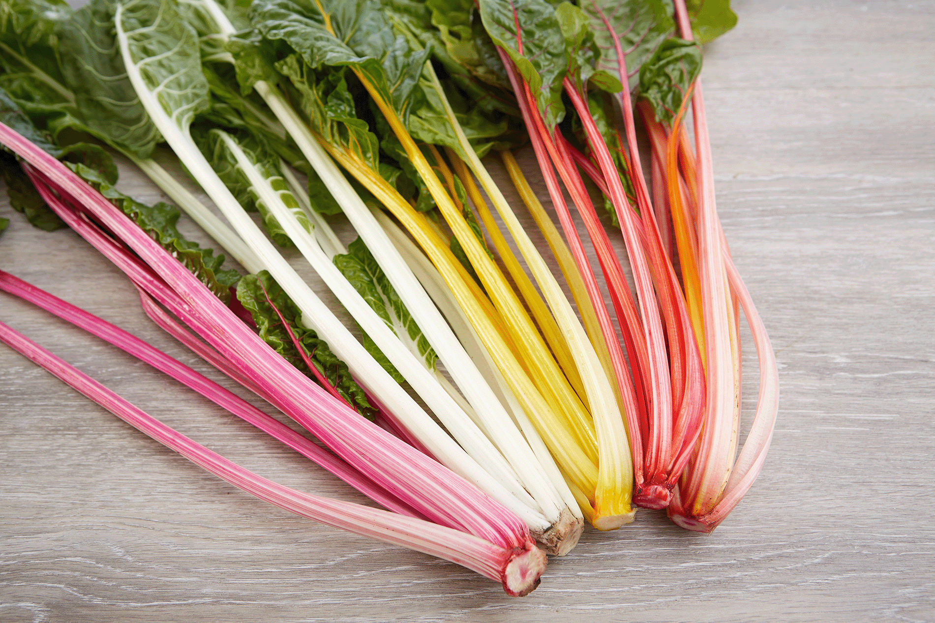 Mangold Anbau, Pflege, Ernte, Keimdauer & Sorten