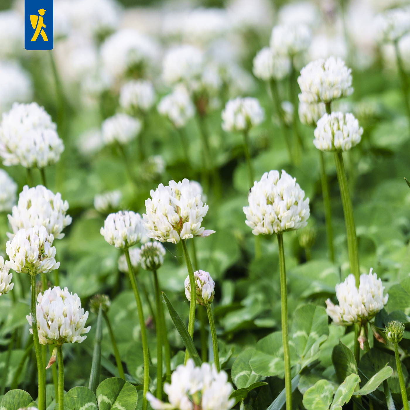 Weiße Klee-Blüten auf grünen Blättern mit Stängeln.