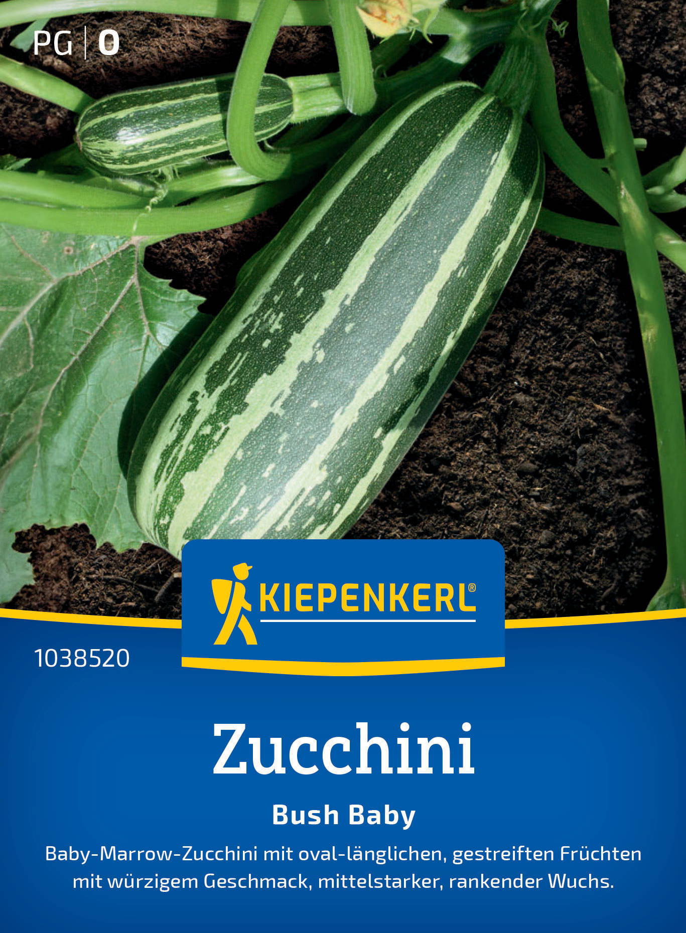 Zucchini mit grüner Haut, weiße Streifen, wächst im Boden neben schwarzen Erde und grünen Blättern.