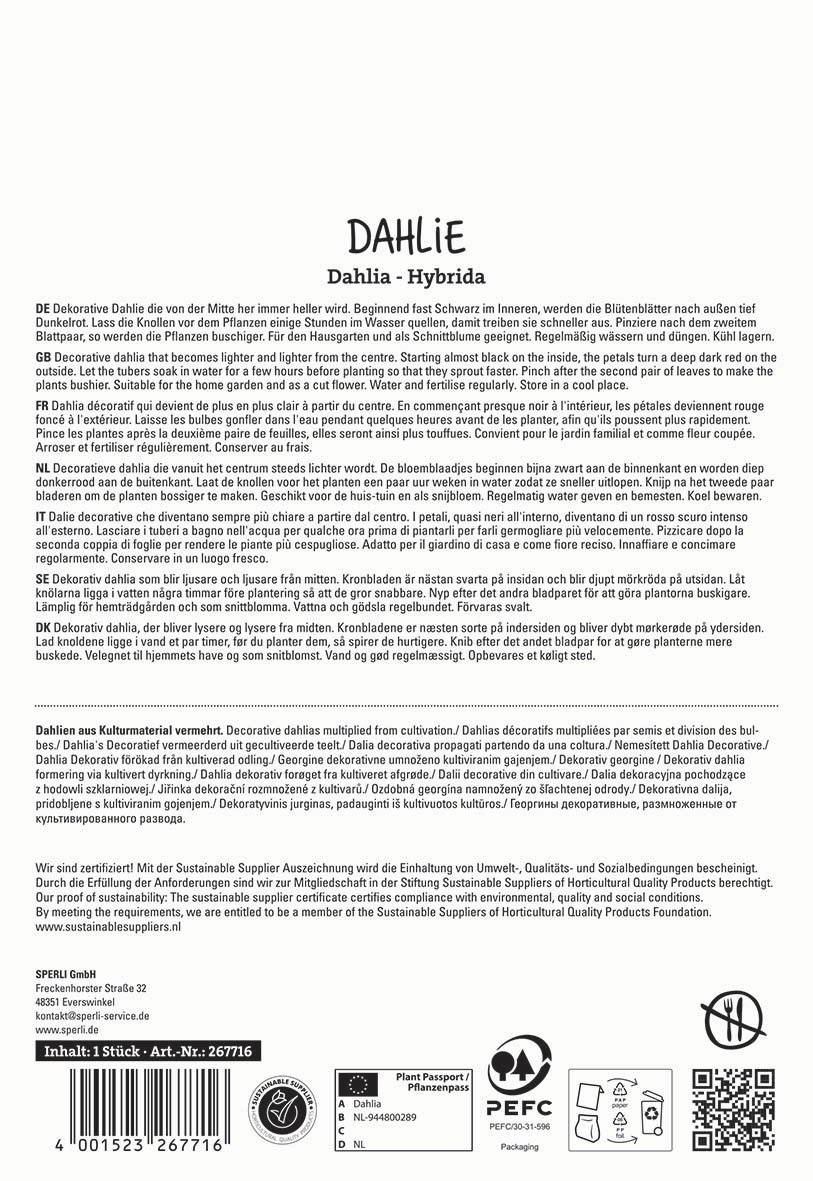 Text in multiple languages describing decorative Dahlia flowers, their cultivation, watering, flowering, and certification logos.