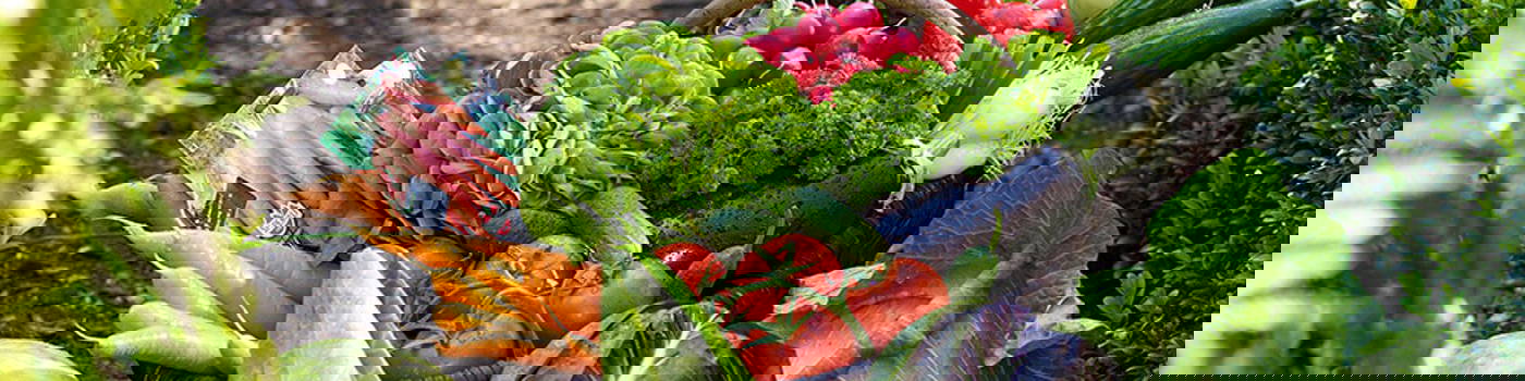 Papagei auf einem Ast mit rotem und grünem Gefieder, blauer Kopf, gelber Schnabel.