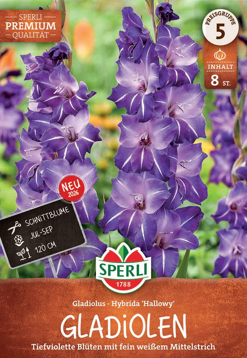 Bunte Gladiolenblumen mit tiefvioletten, weißen Mittellinien, im Hintergrund grüner Garten.