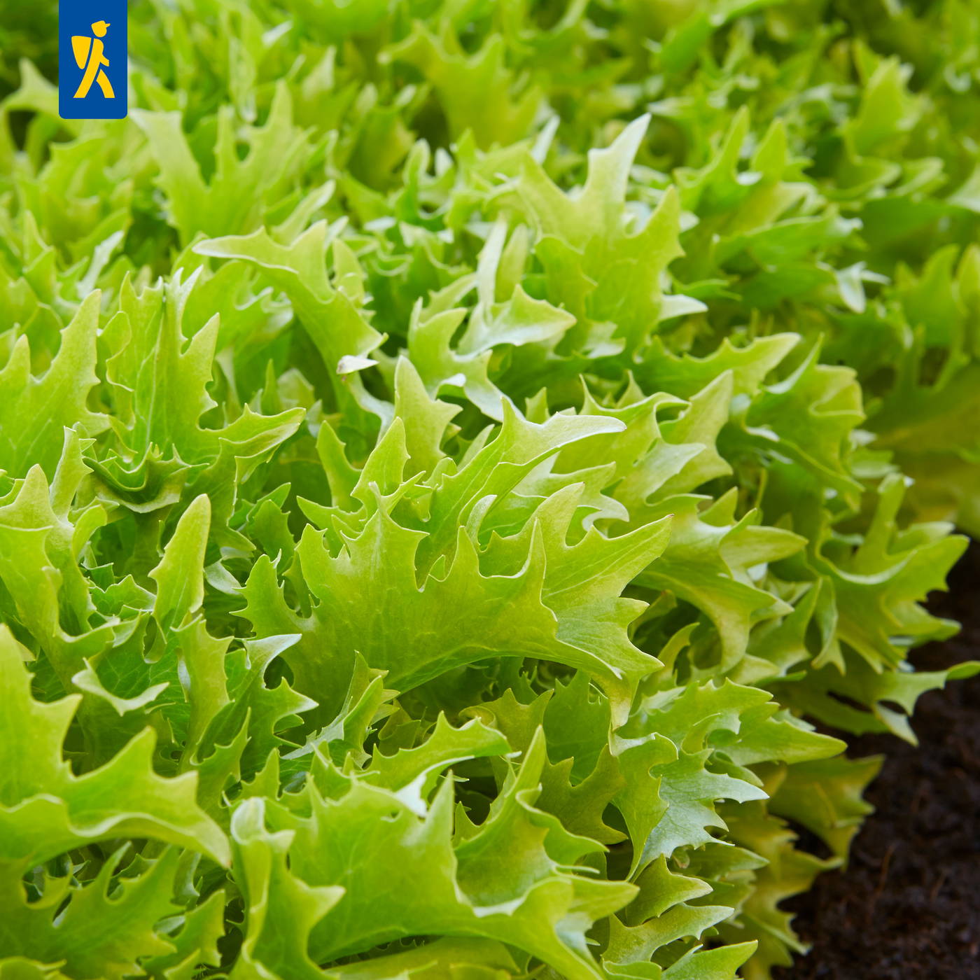 Grüne, gezackte Salatblätter wachsen in Reihen im Boden.