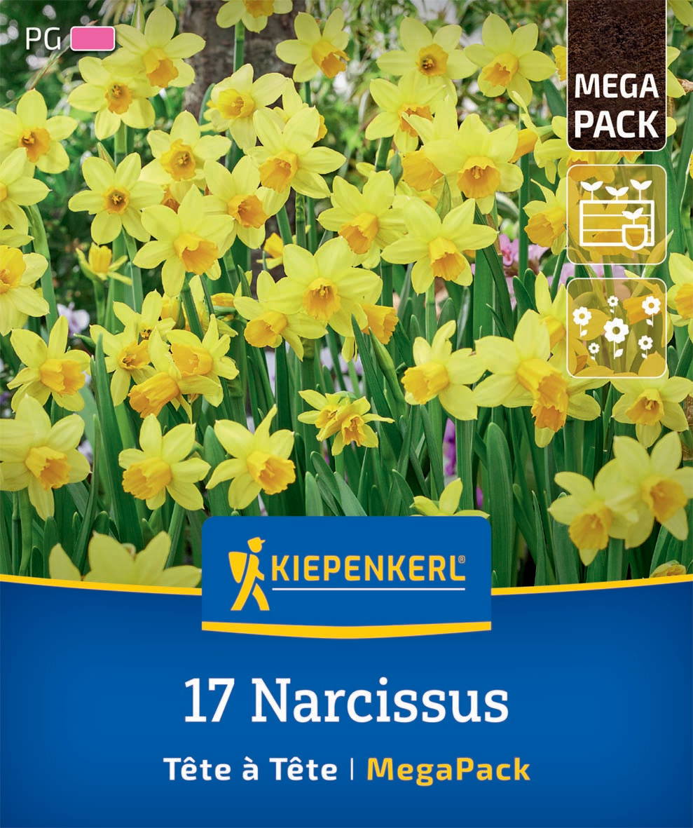 Gelbe Narzissblumen in einem Garten. Verpackung mit Kiepenkerl Logo und Text.