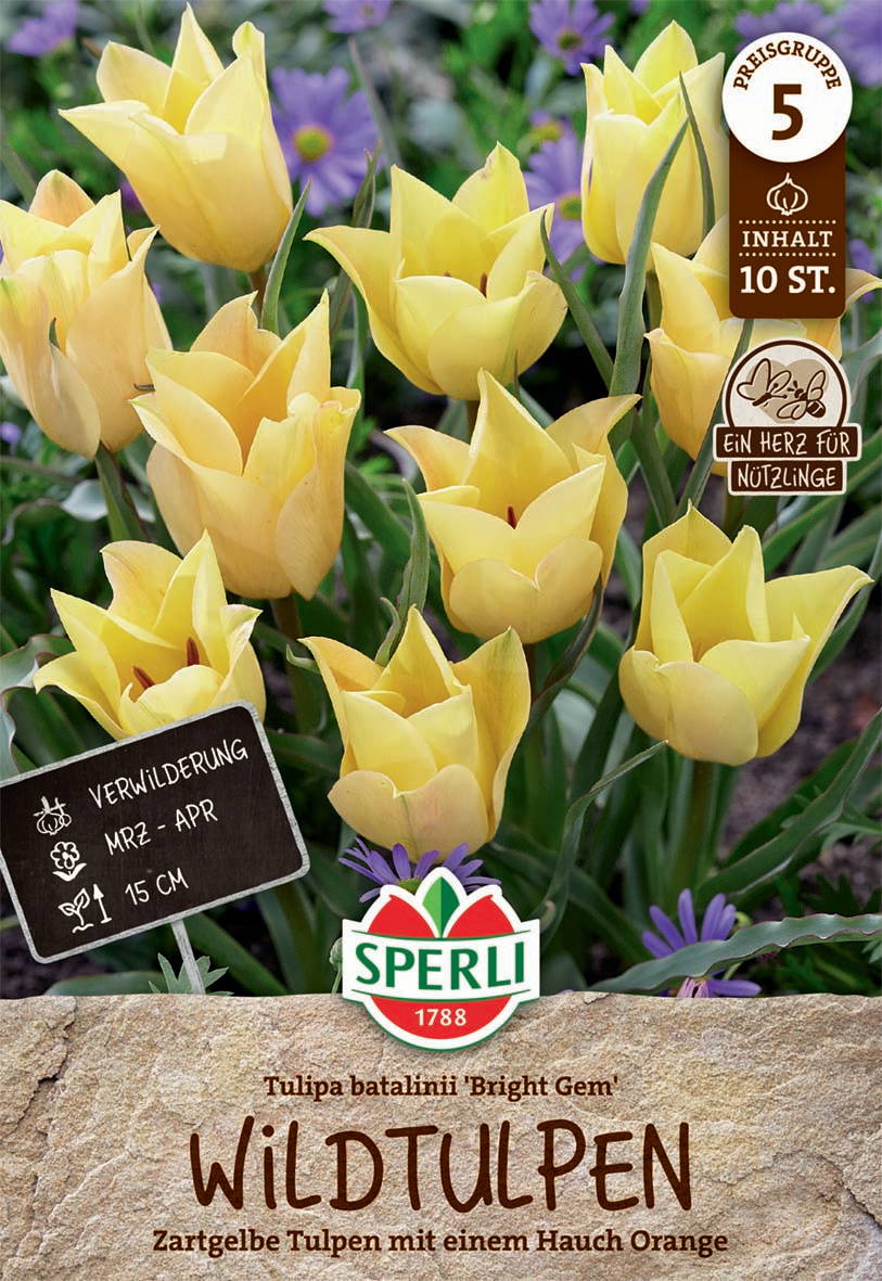 Gelbe Tulpen mit orangefarbiger Färbung, im Hintergrund lila Blumen, auf dem Blumenbeet.