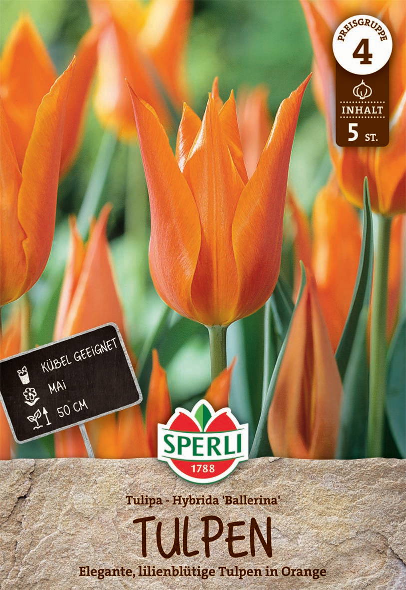 Orange Tulpen, hybrid, perfekt für Beete, Mai, 50 cm hoch, fünf Stück im Paket.