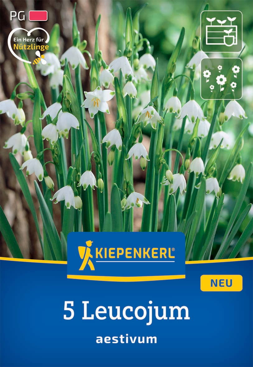 Weiß blühende Leucojum-Blumen mit grünen Blättern, im Garten.