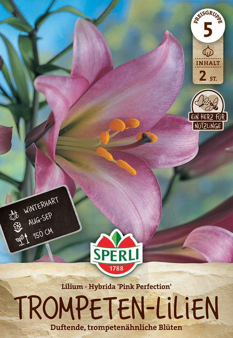 Pinkfarbige Lilienblüte mit gelben Staubblättern und grünen Blättern im Hintergrund.