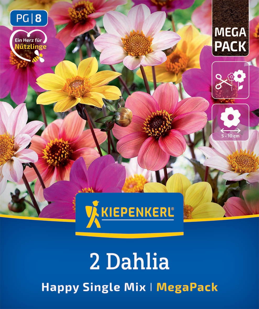 Bunte Dahlien in pink, gelb, lila und weiß mit gelben Staubblättern, blühen dicht gedrängt.