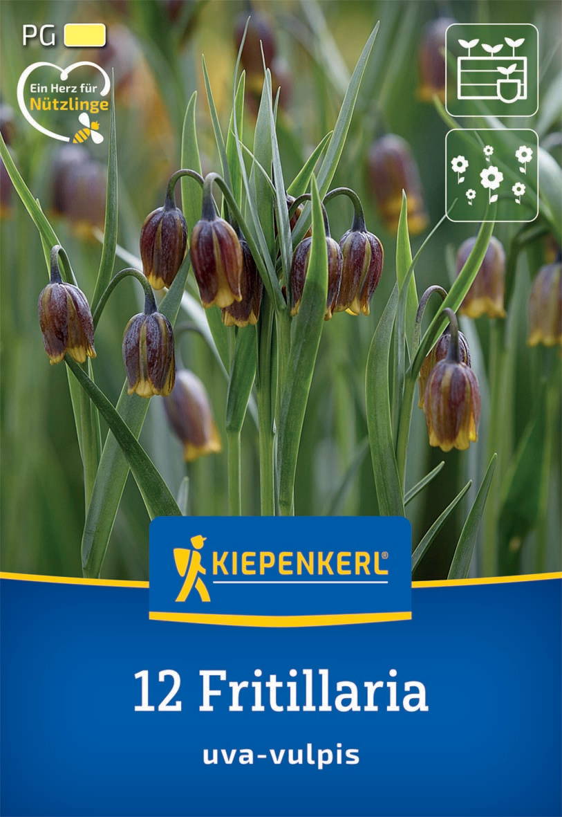 Gestrickte Salamander mit herabhängenden, dunkelroten, gelben und braunen Blüten in einer grünen Umgebung.